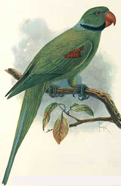 Psittacula wardi 